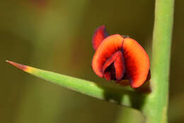 Image of Daviesia hakeoides Meissner