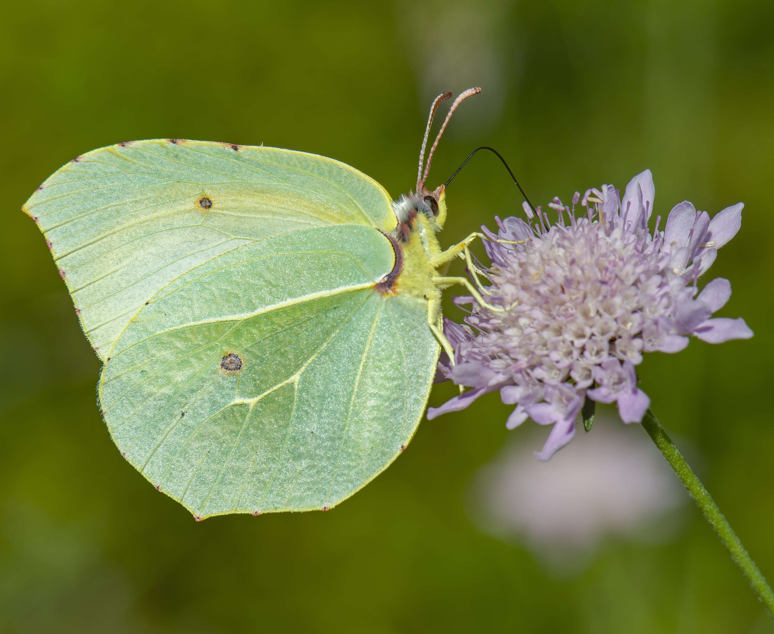 Image of Gonepteryx cleopatra (Linnaeus 1767)