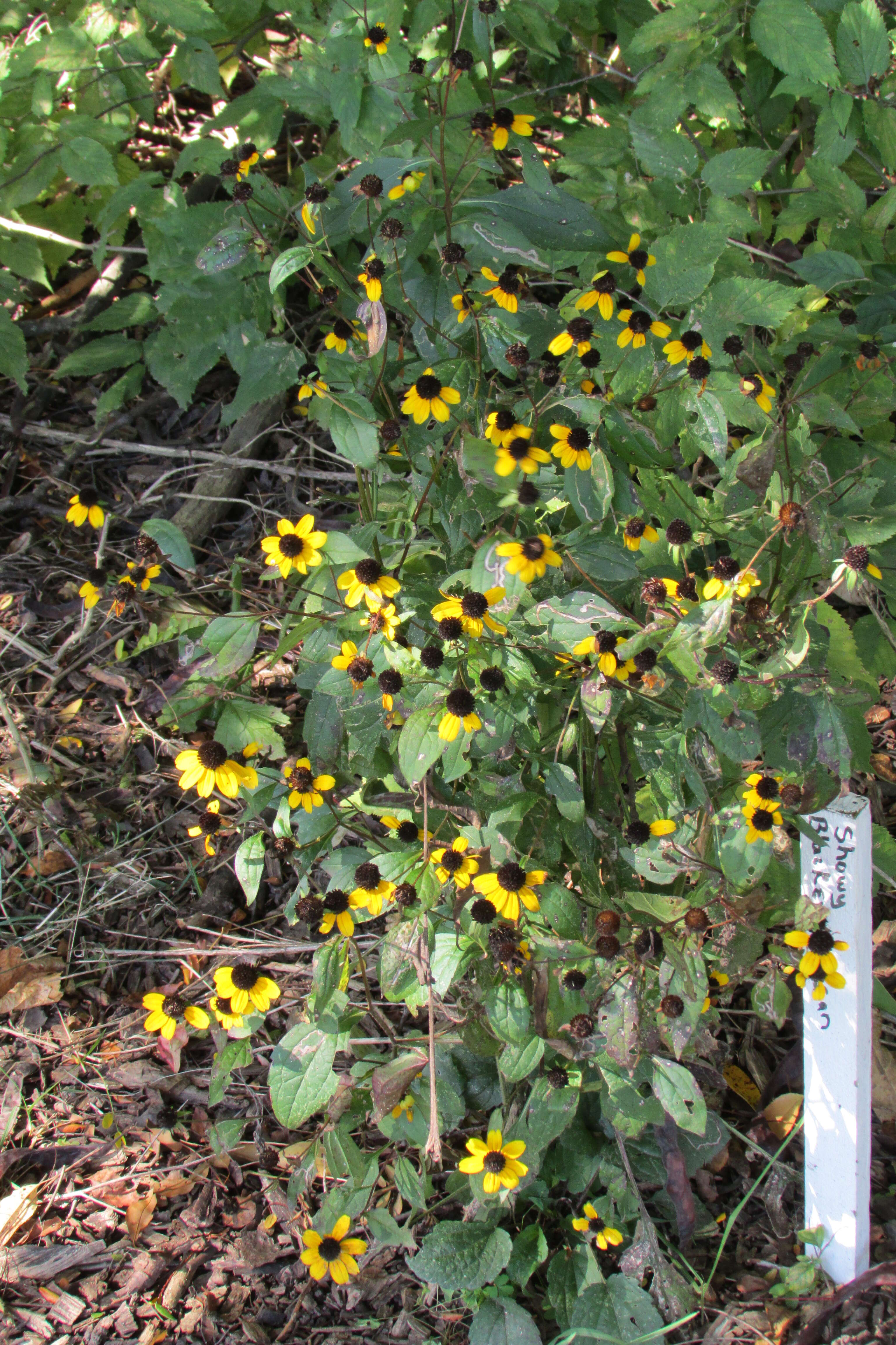 Image of blackeyed Susan vine