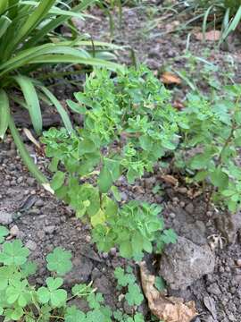 Image of cancer weed