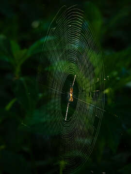 Image of Argiope aetherea (Walckenaer 1841)