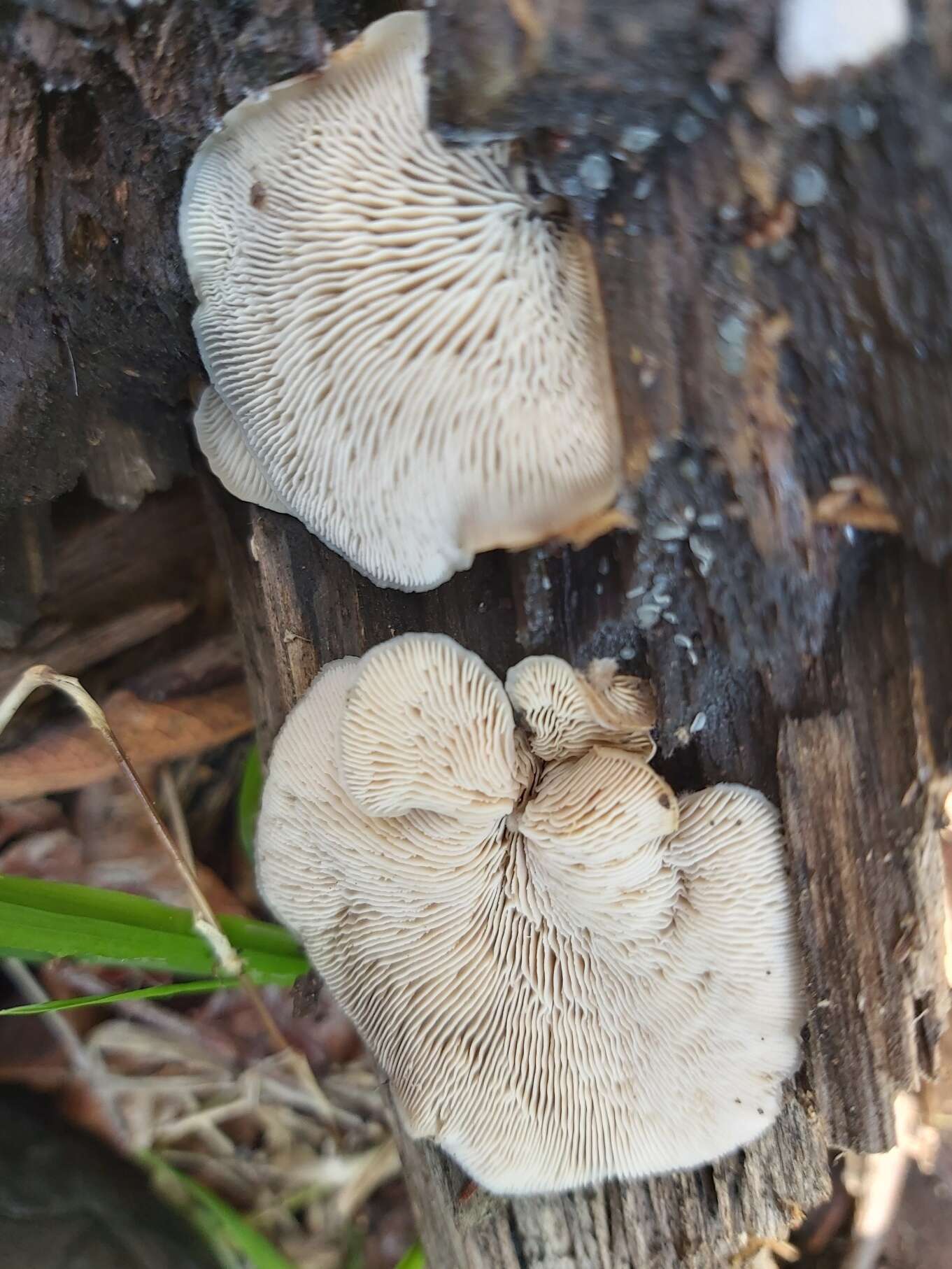 Image of Crepidotus mollis (Schaeff.) Staude 1857