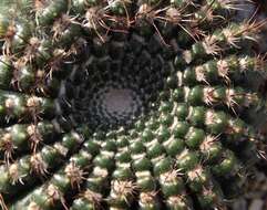 Image of Cactus