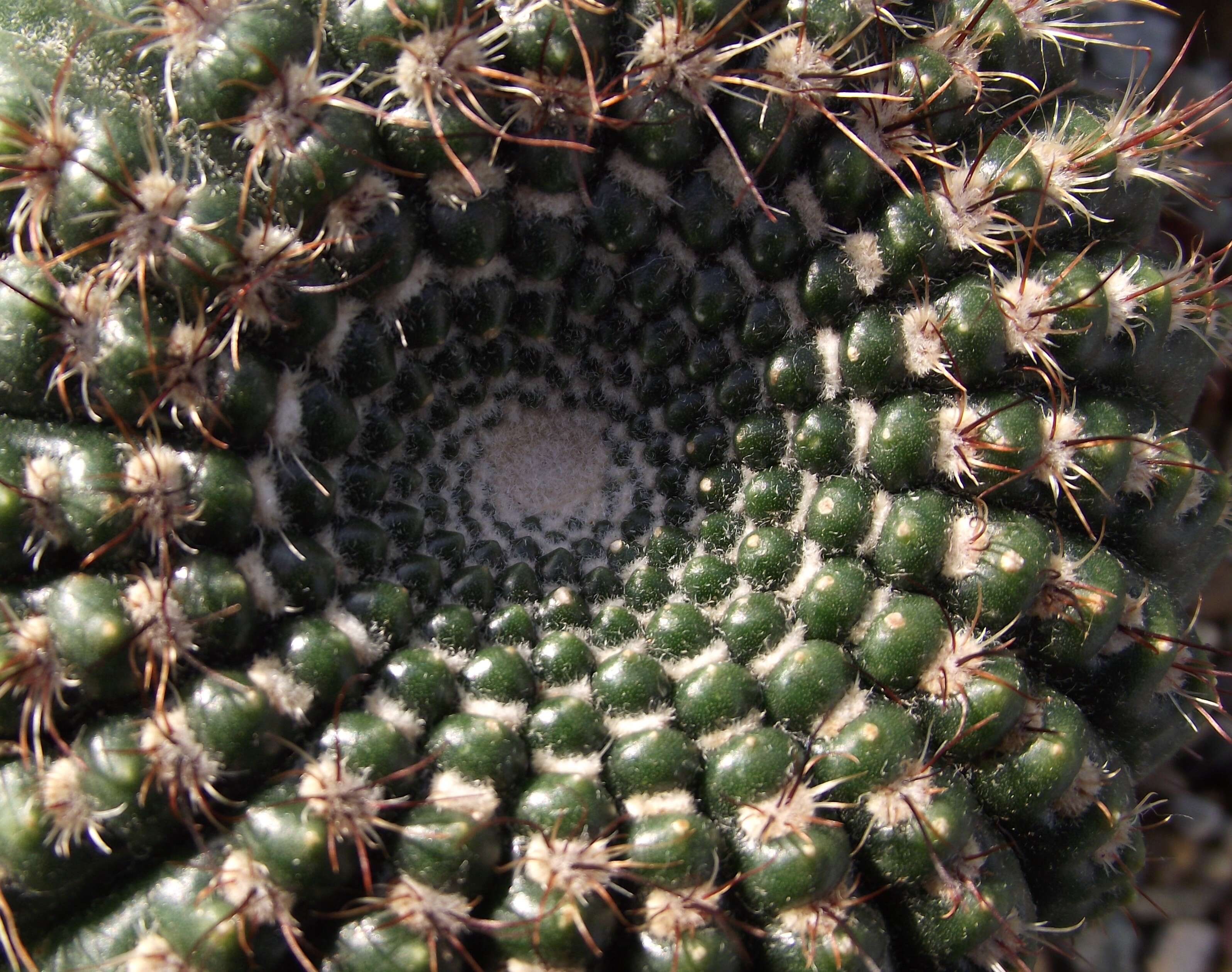 Image of Cactus