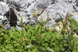 Imagem de Dryas octopetala L.