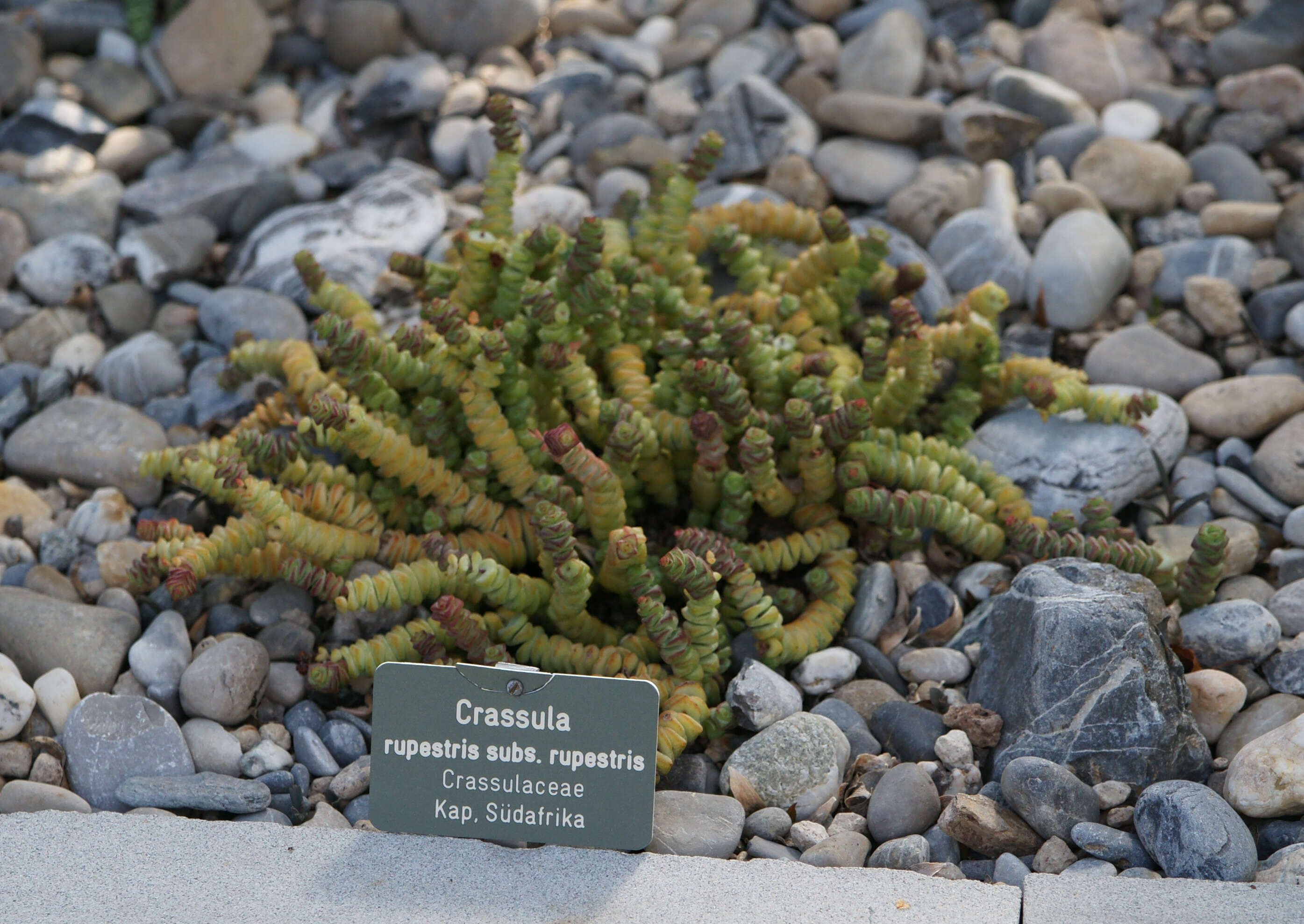 Image of Concertina plant