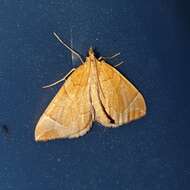 Image of Chevron Moth