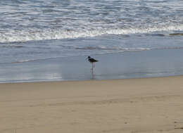 Image of White-backed Stilt