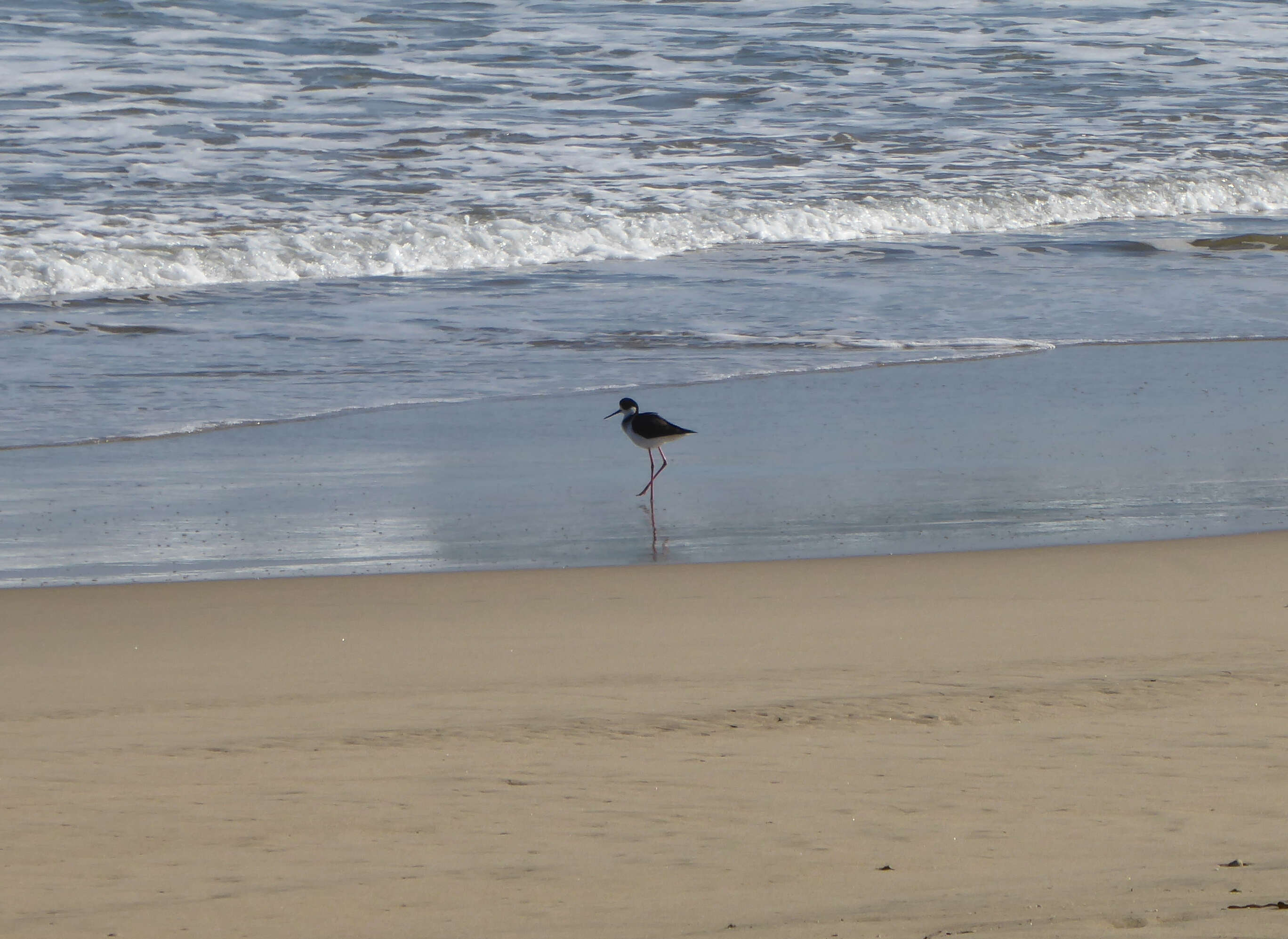 Image of White-backed Stilt