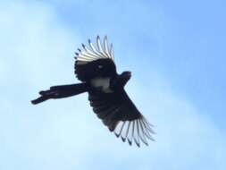 Image of Oriental Magpie