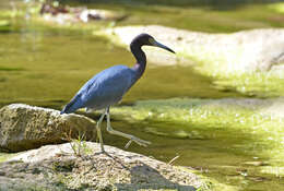 Image of Little Blue Heron