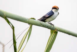 Hirundo smithii Leach 1818 resmi