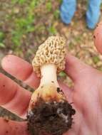 Image of Yellow Morel