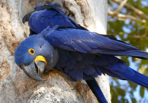 Image of Hyacinth Macaw