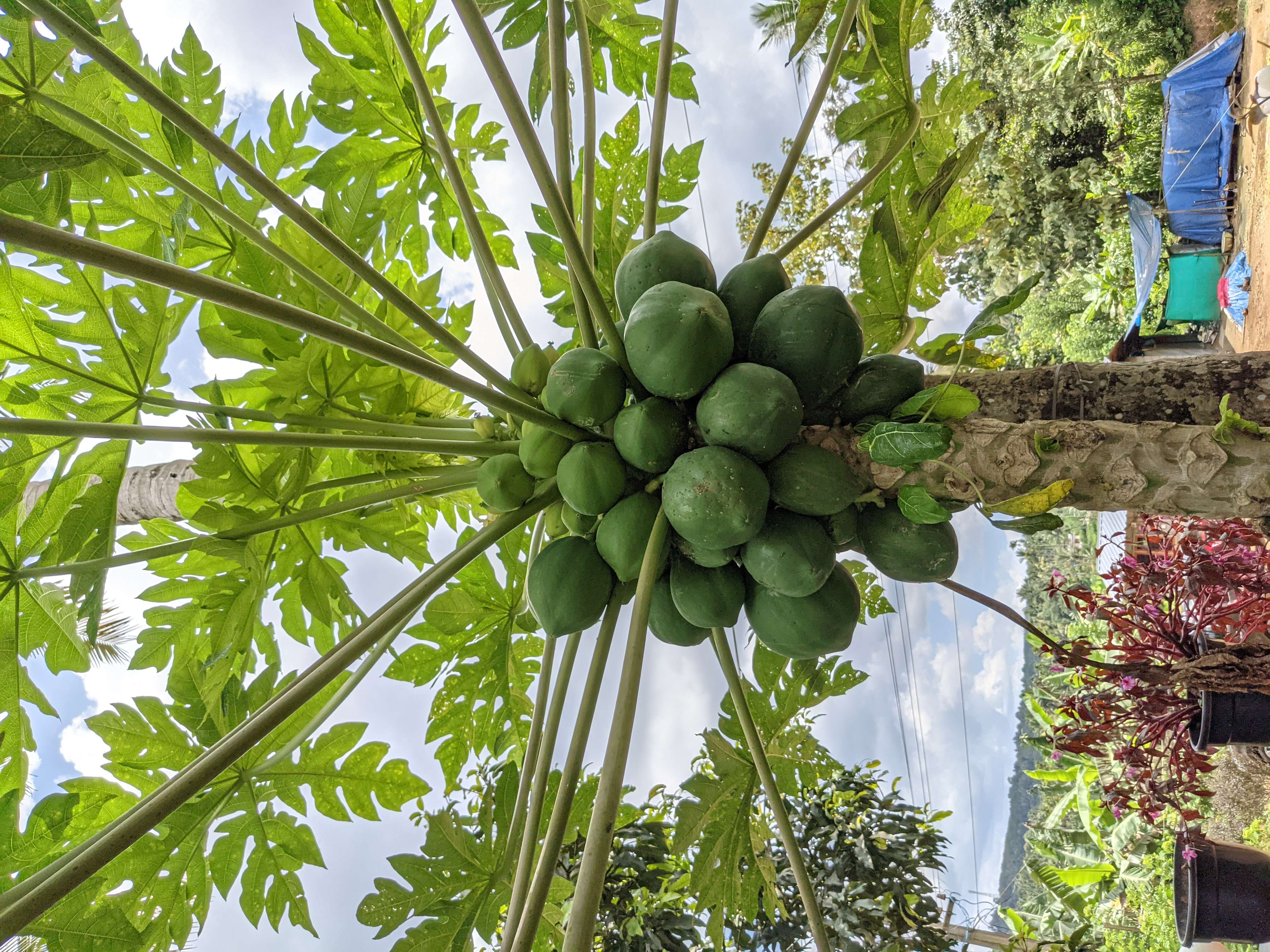 Image of papaya