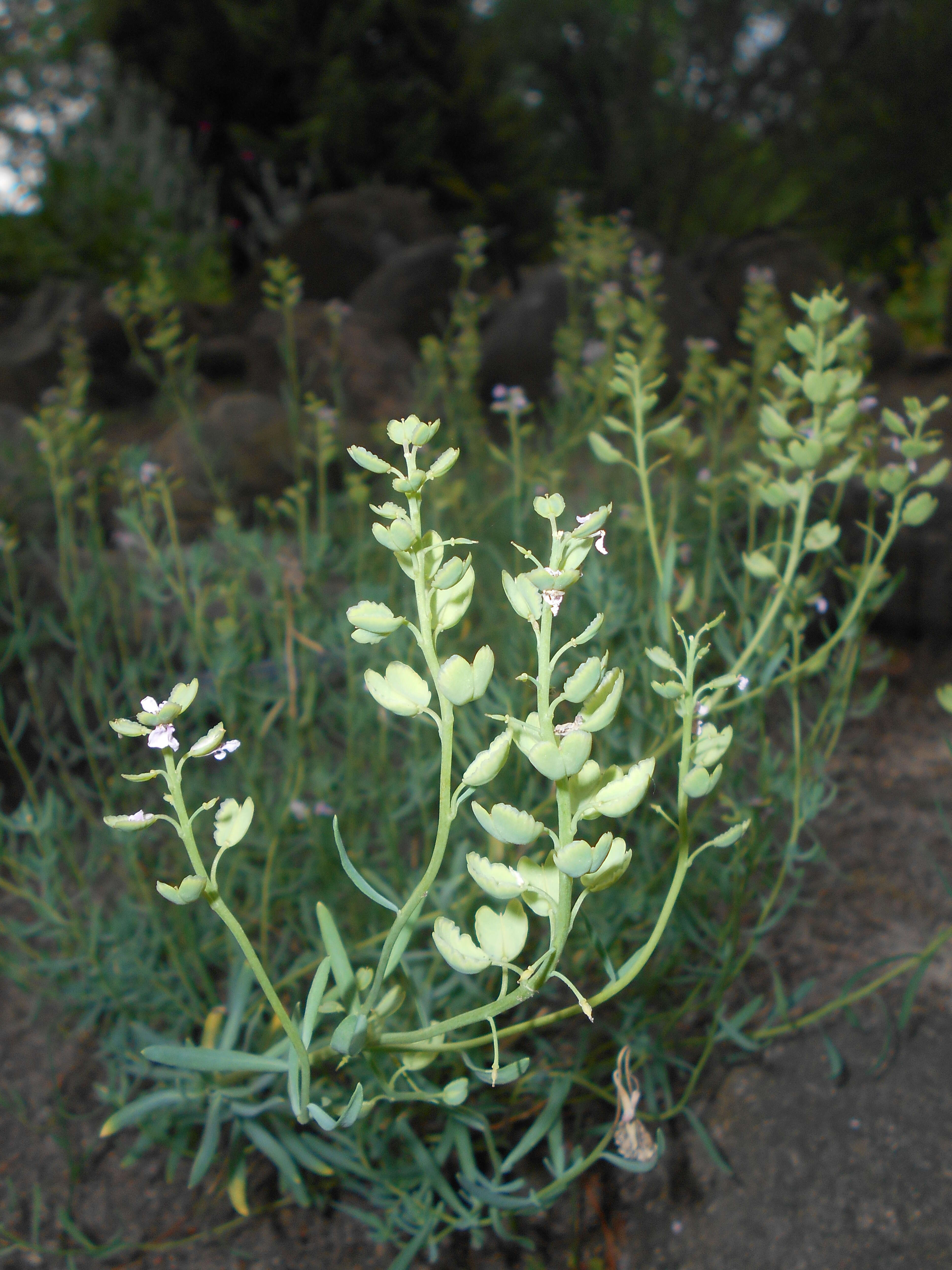 Image de Aethionema grandiflorum Boiss. & Hohen.