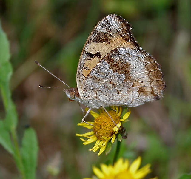 Imagem de Junonia hierta Fabricius 1798