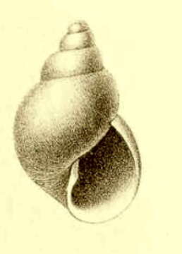 Image of Toledonia Dall 1902