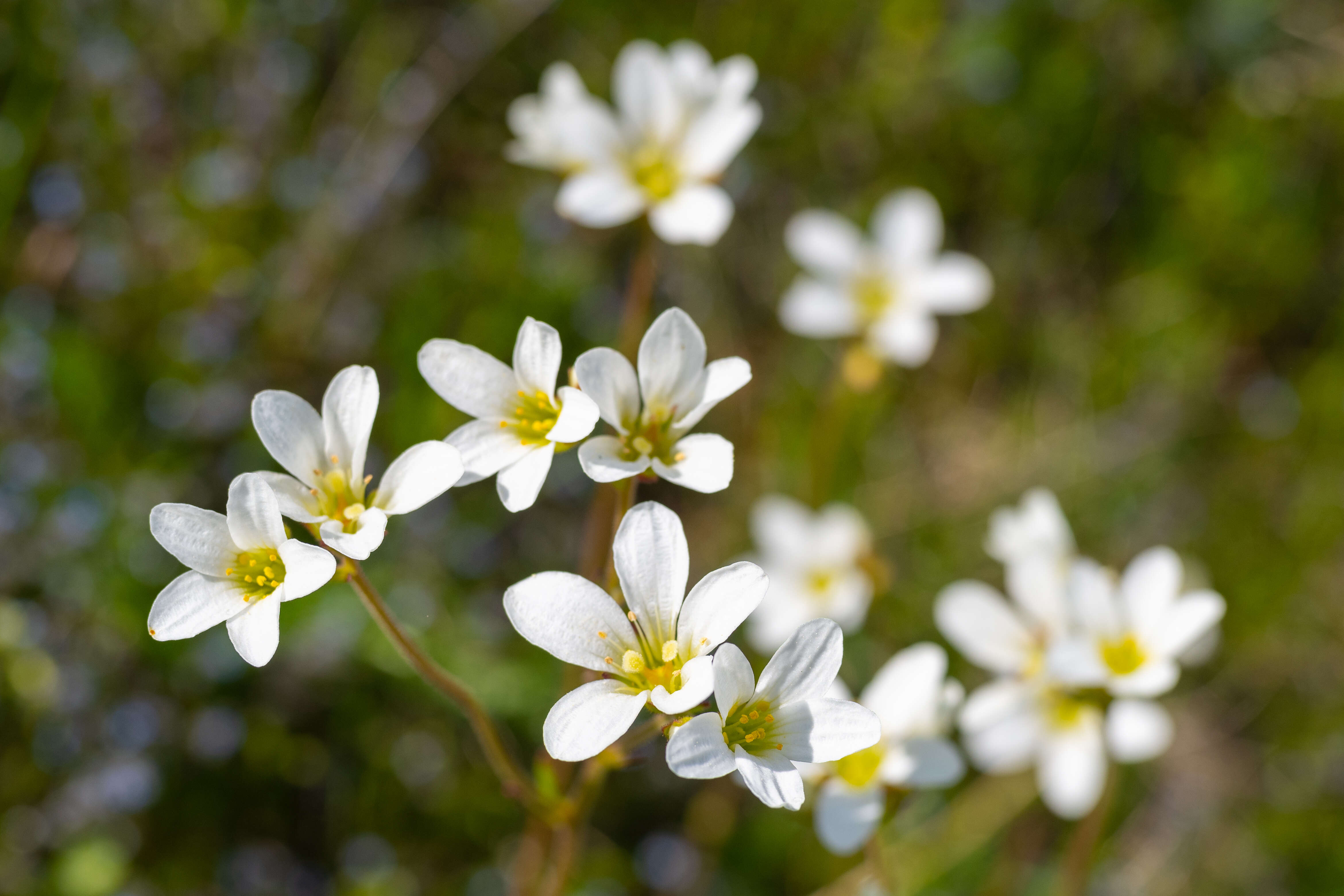 Image of Meadow Saxifrage