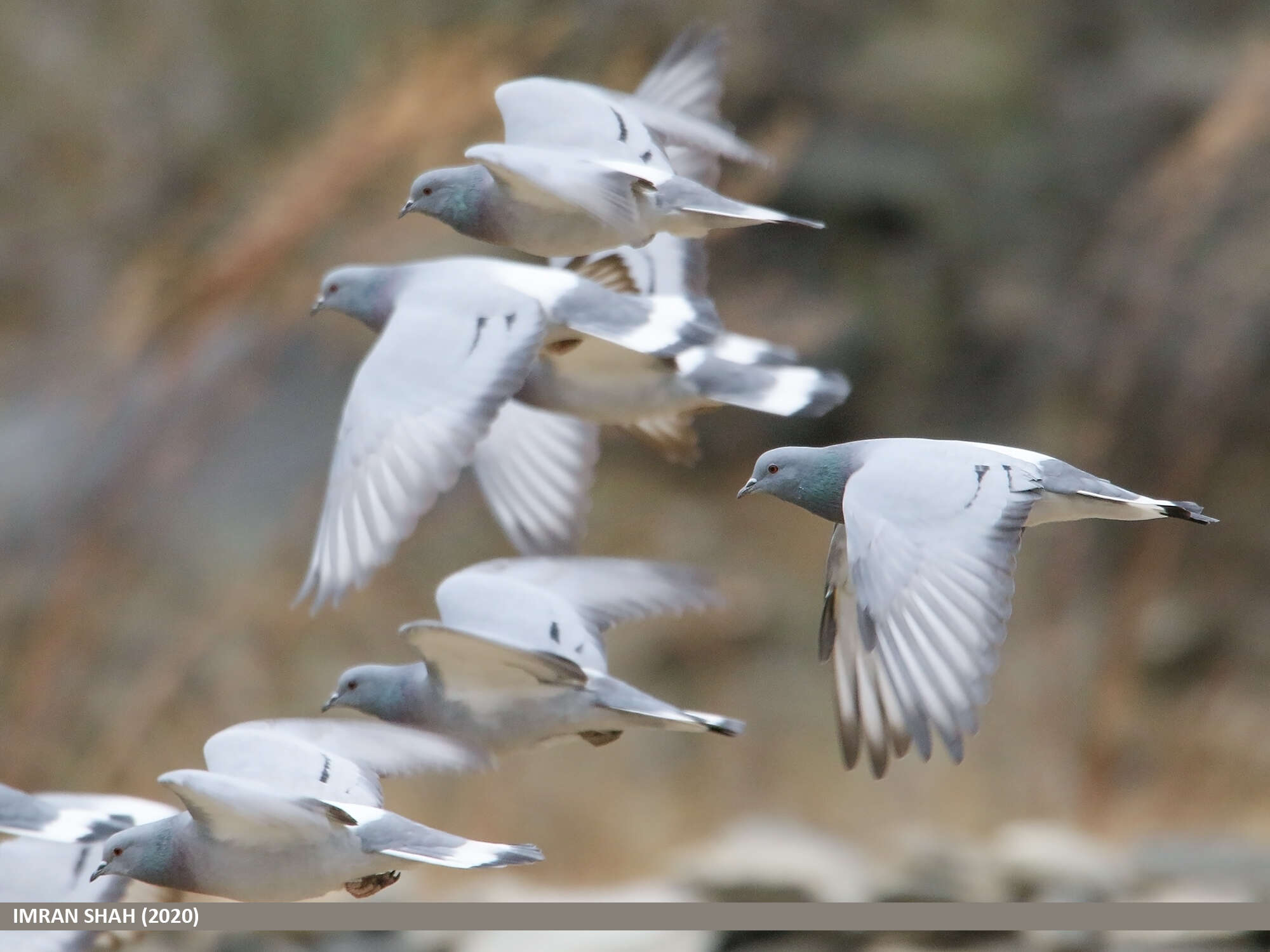 Image of Hill Pigeon