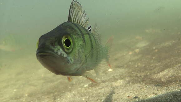 Image of Perch