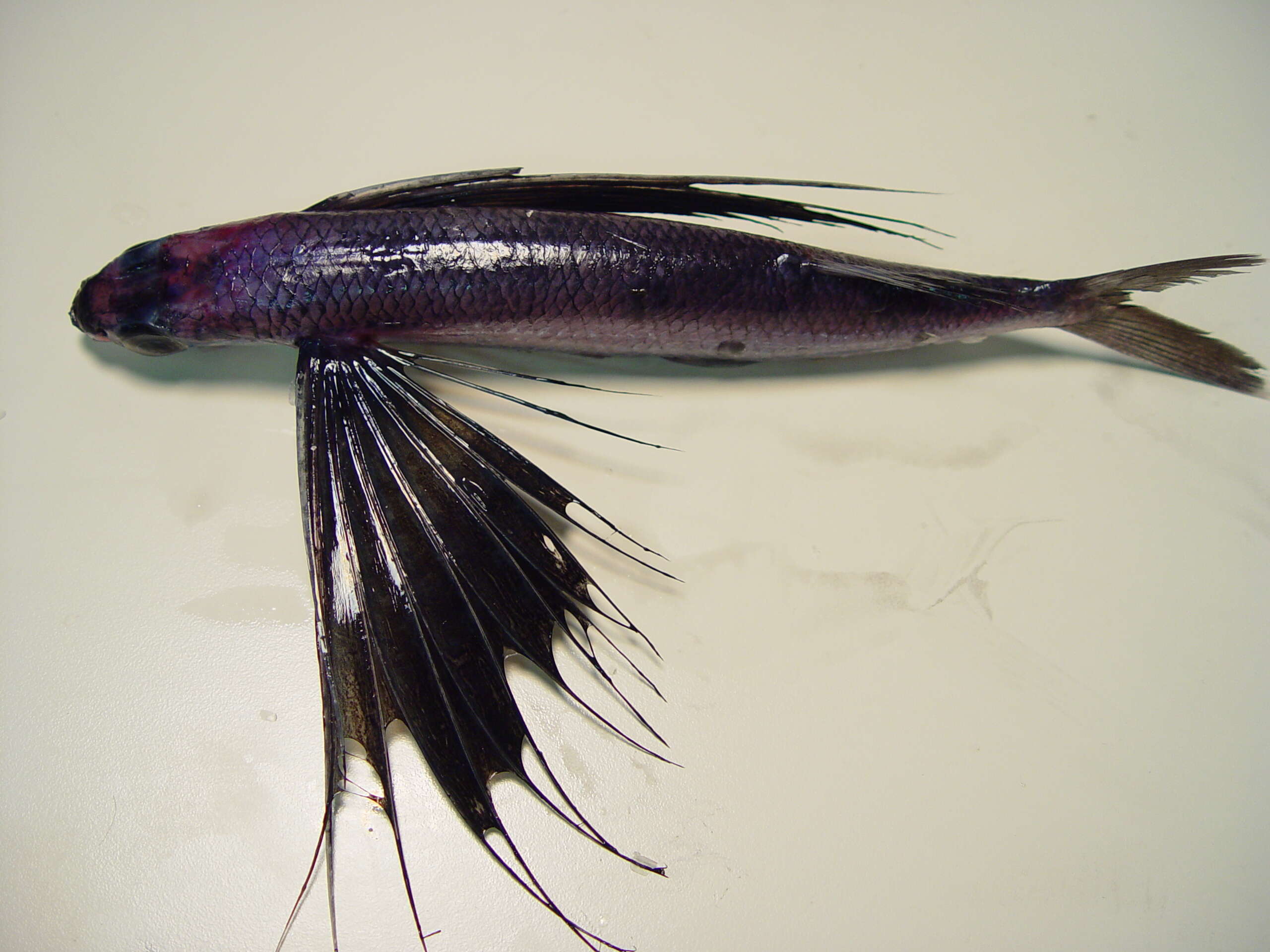 Image of Atlantic Black Wing Flyingfish