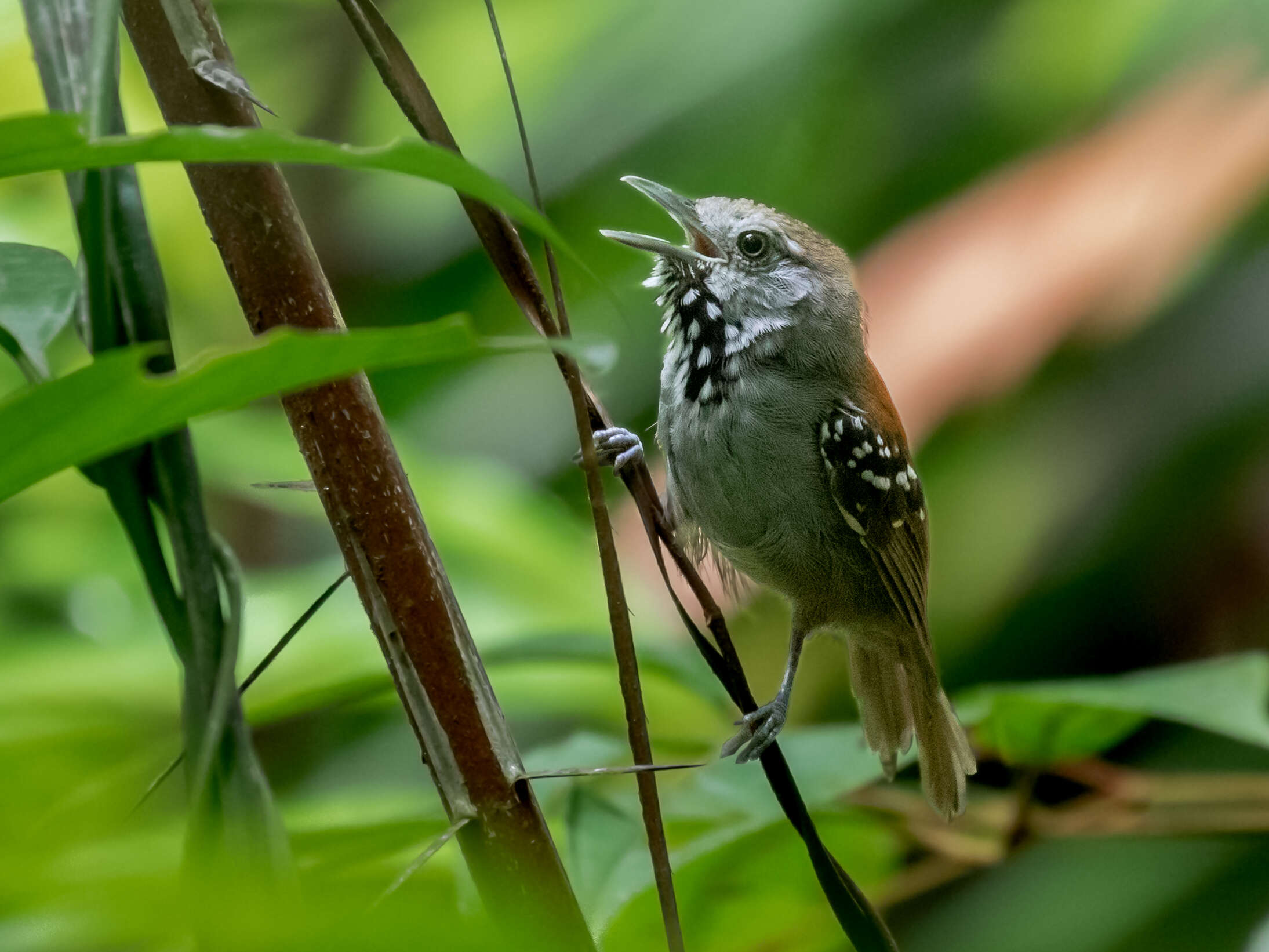 Image of Madeira Stipple-throated Antwren