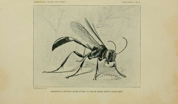 Слика од Ammophila urnaria Dahlbom 1843