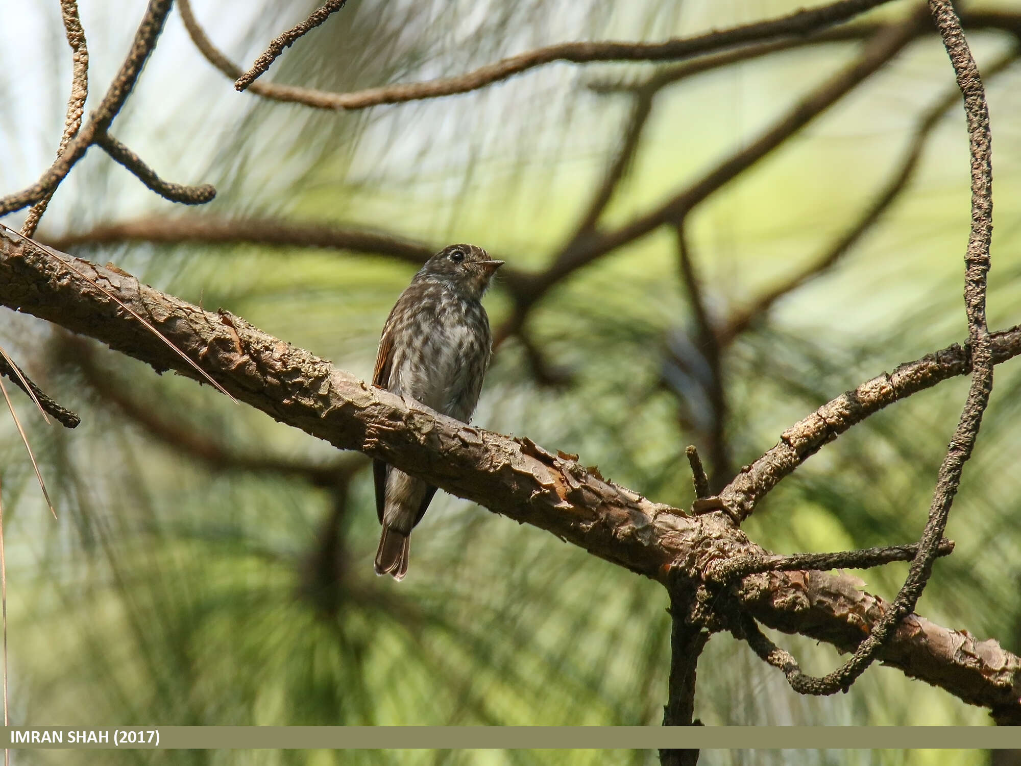 Image of Dark-sided Flycatcher