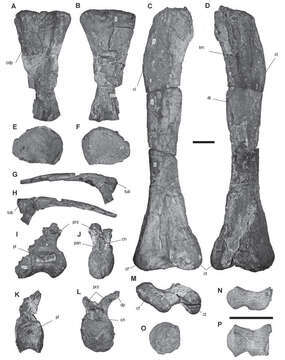 Image of Somphospondyli