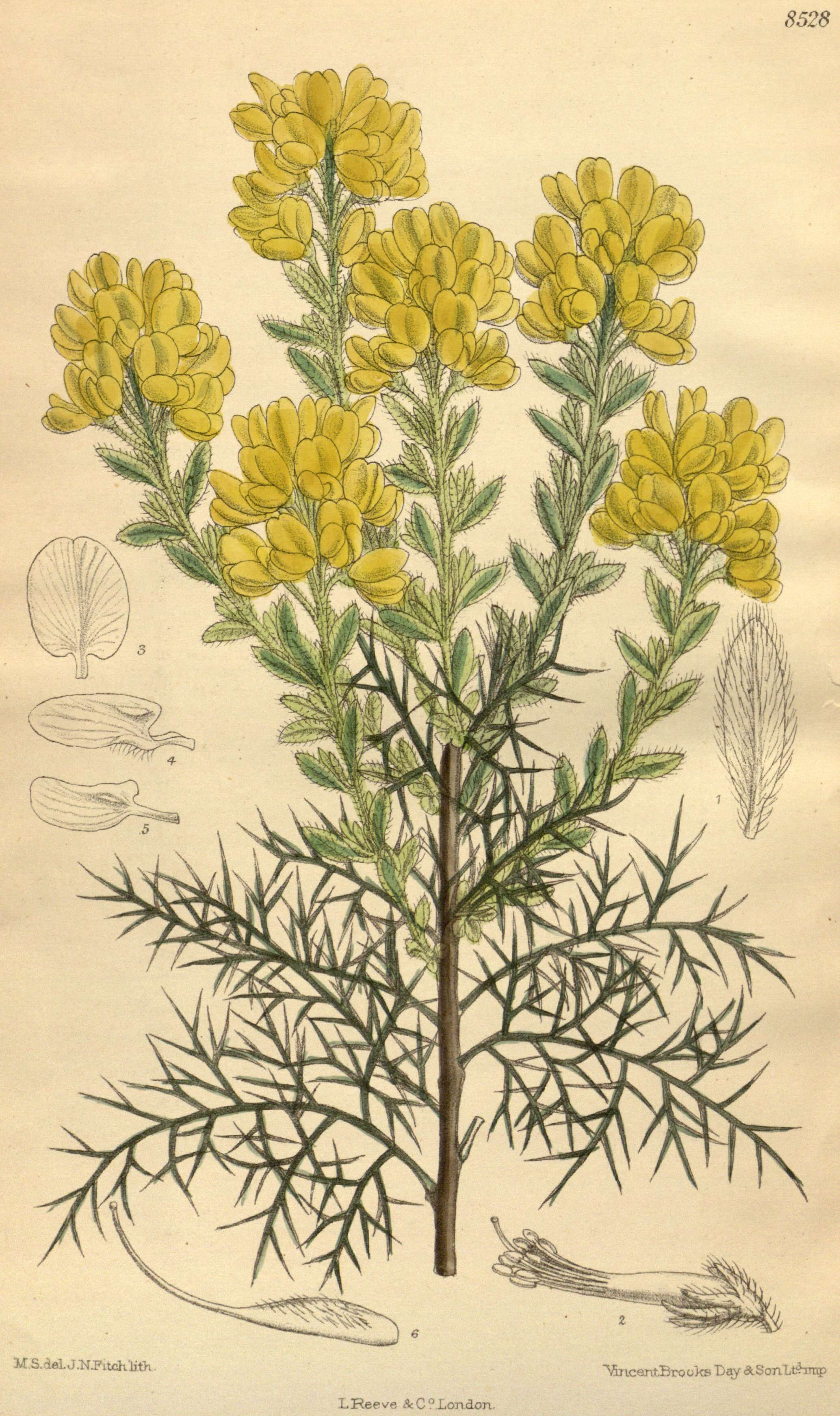 Image of Genista hispanica L.