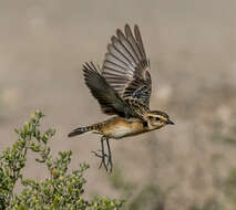 Image of Whinchat