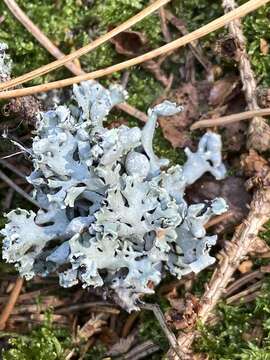 Image of Hypogymnia physodes