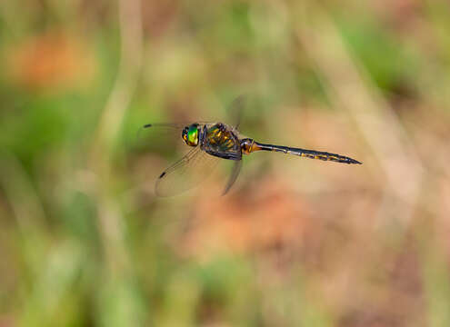 Image of Yellow-spotted Emerald