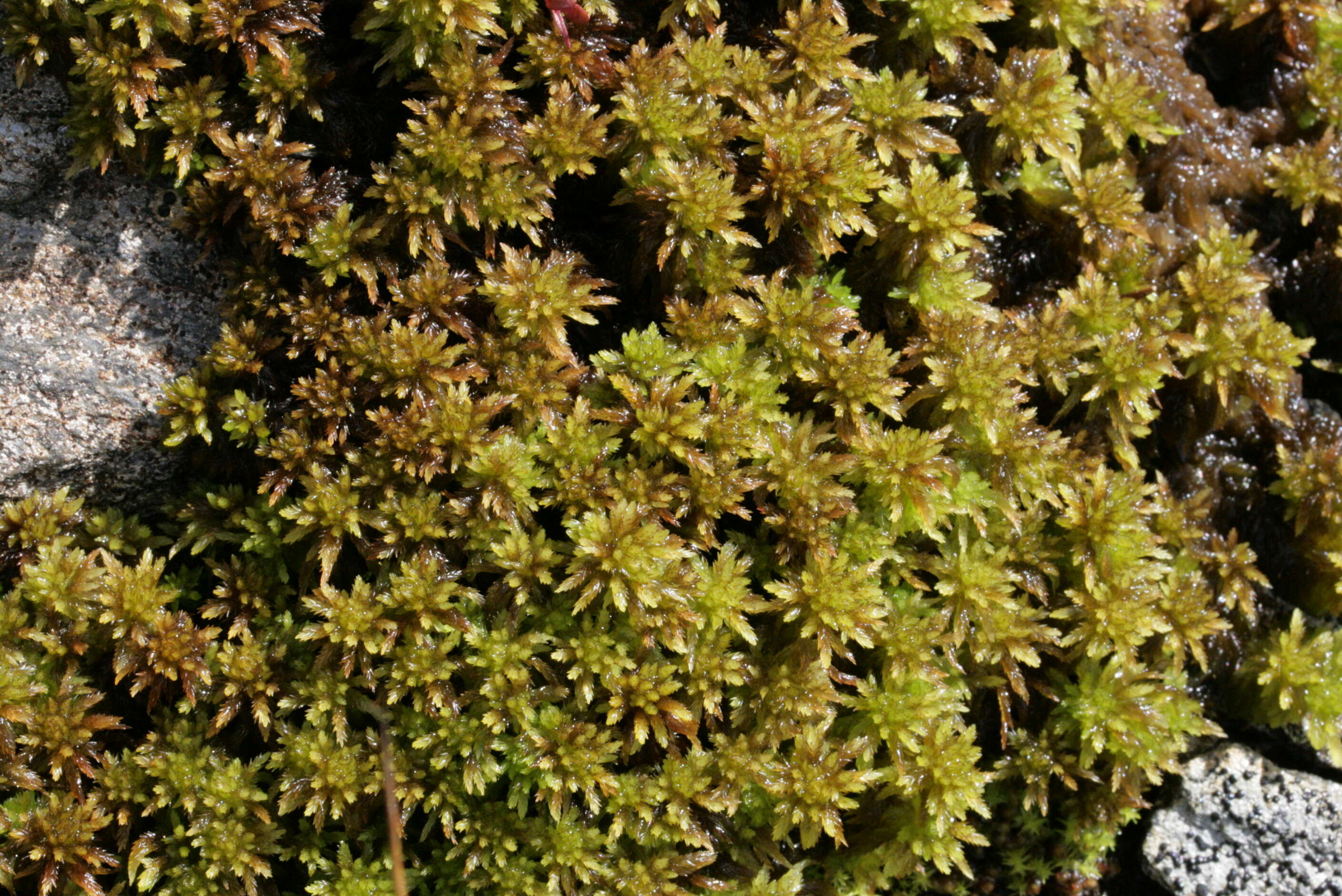 Image of water sphagnum