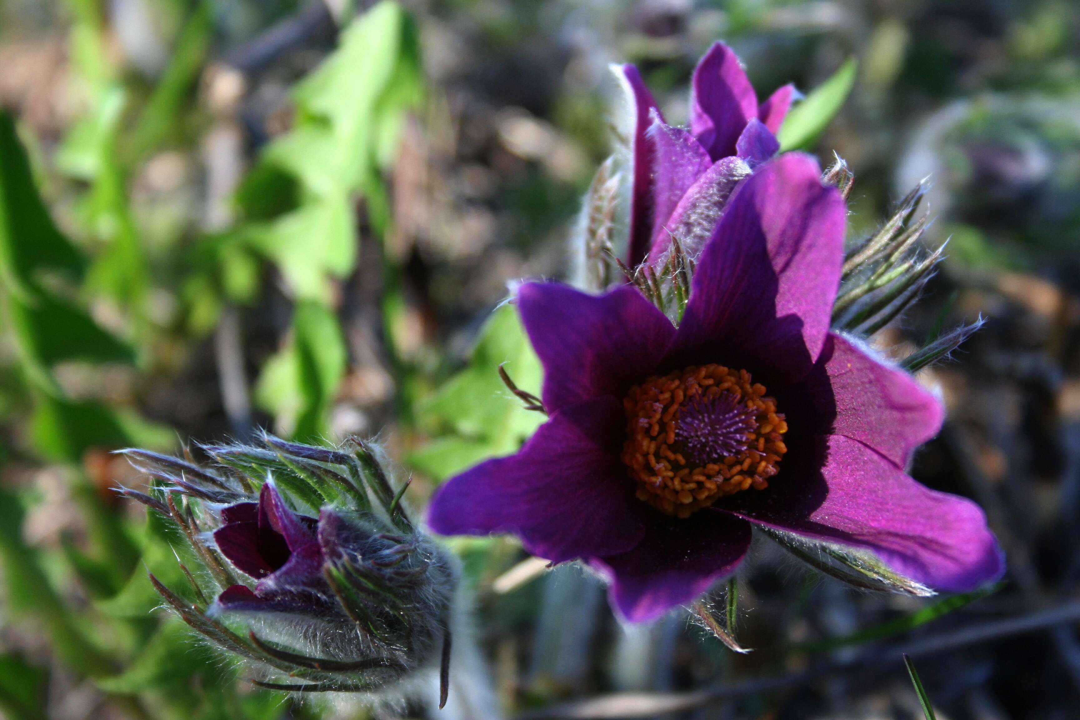 Image of Pulsatilla bungeana C. A. Mey. ex Ledeb.