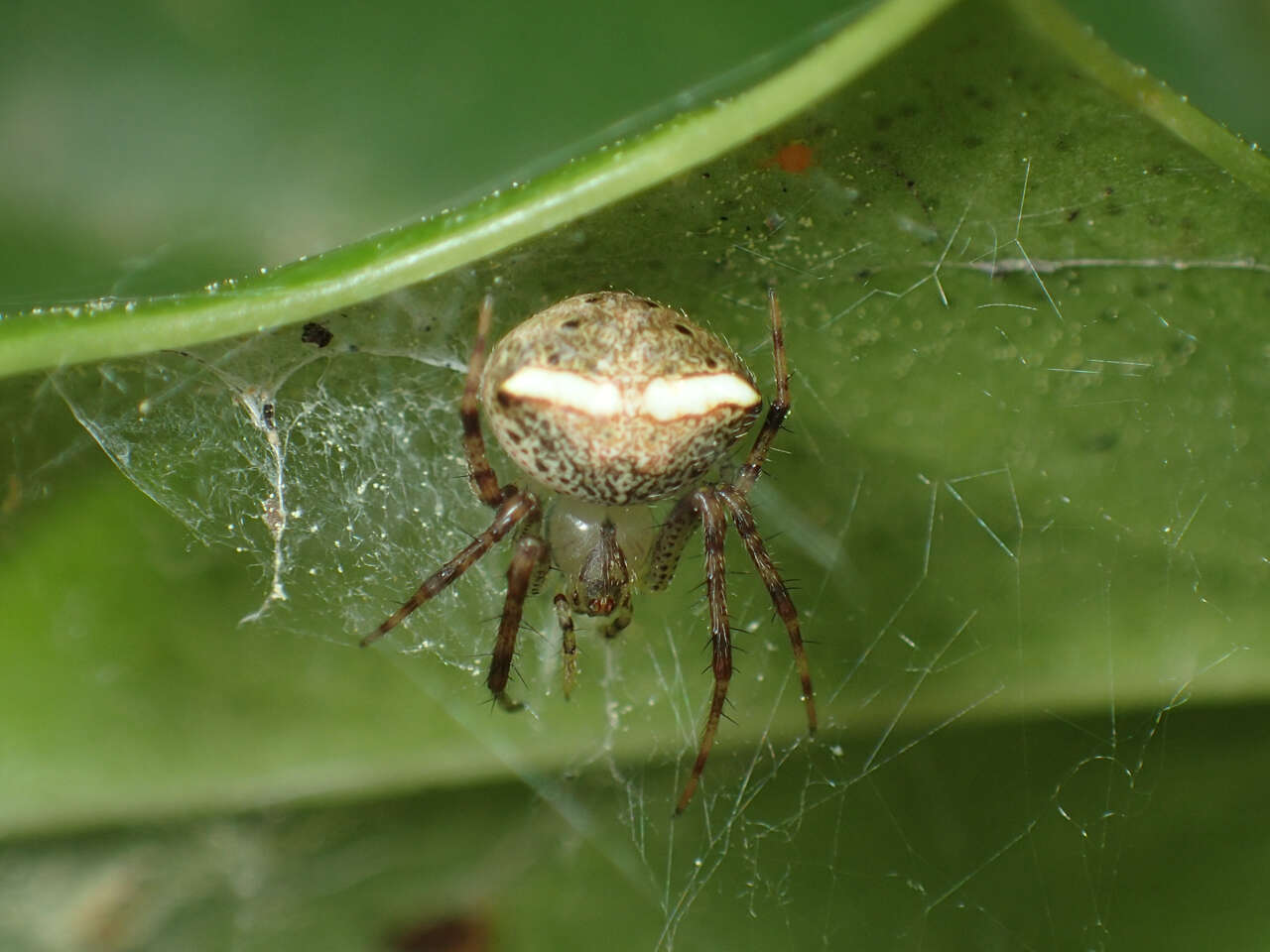 Image of Araneus miniatus (Walckenaer 1841)