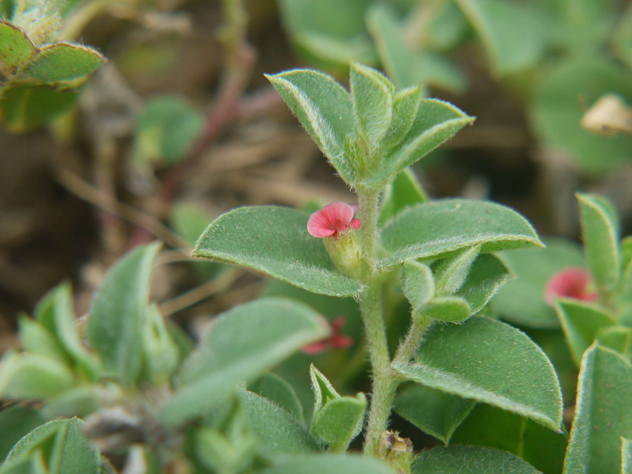 Imagem de Indigofera cordifolia Roth