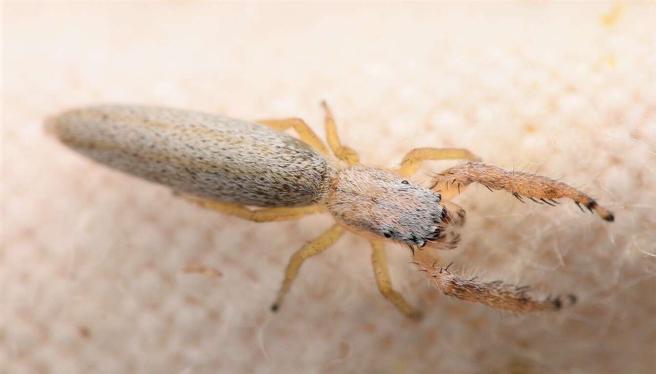 Image of Pike Slender Jumper