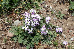 Image of Matthiola tricuspidata (L.) W. T. Aiton