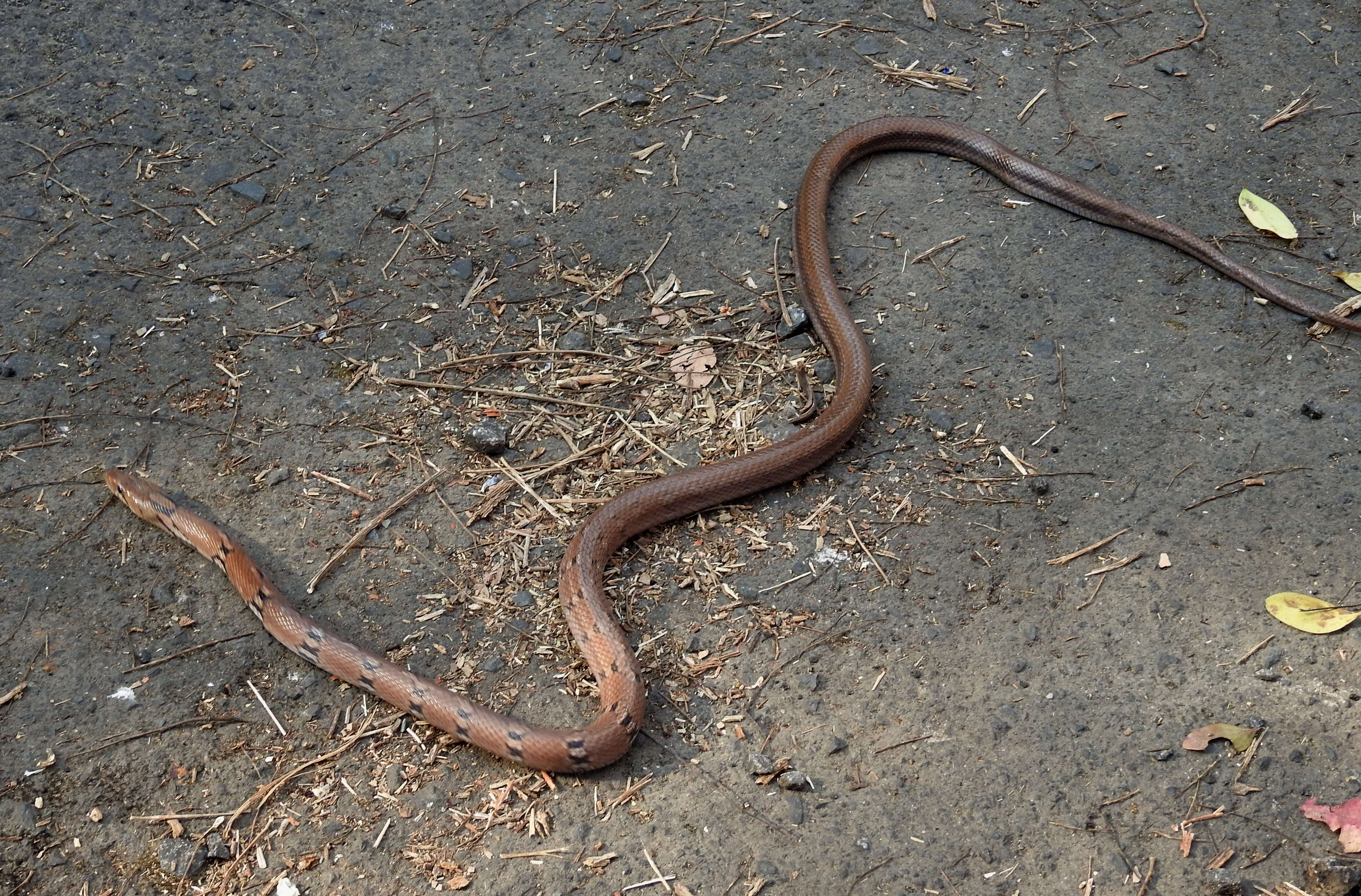 Imagem de Coelognathus helena (Daudin 1803)