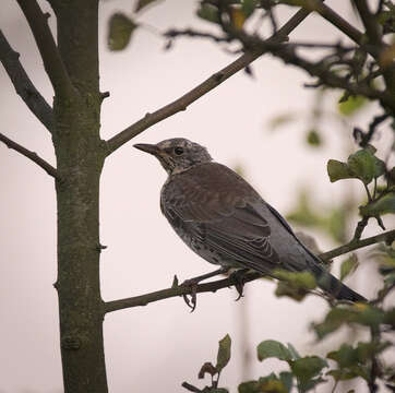 Image of Fieldfare