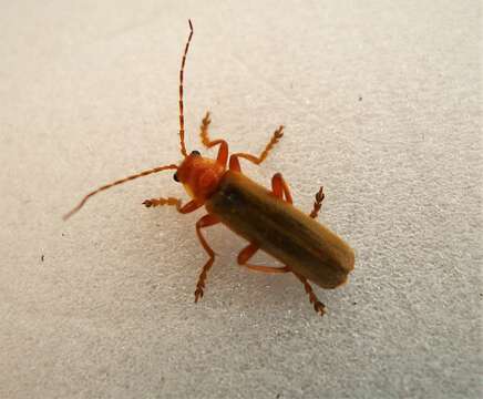 Image de Cantharis