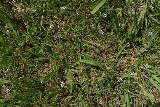 Image of annual blue-eyed grass