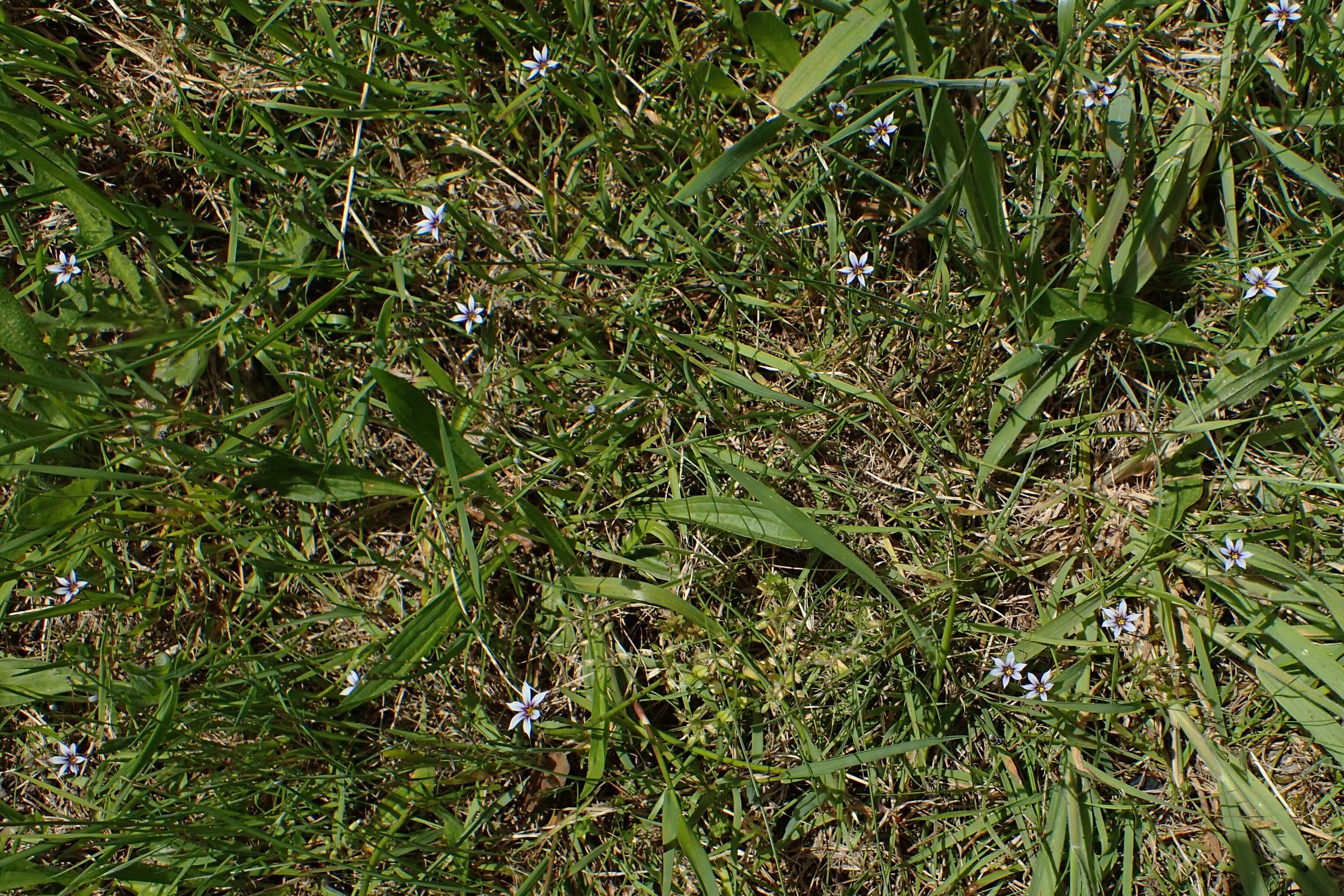 Image of annual blue-eyed grass