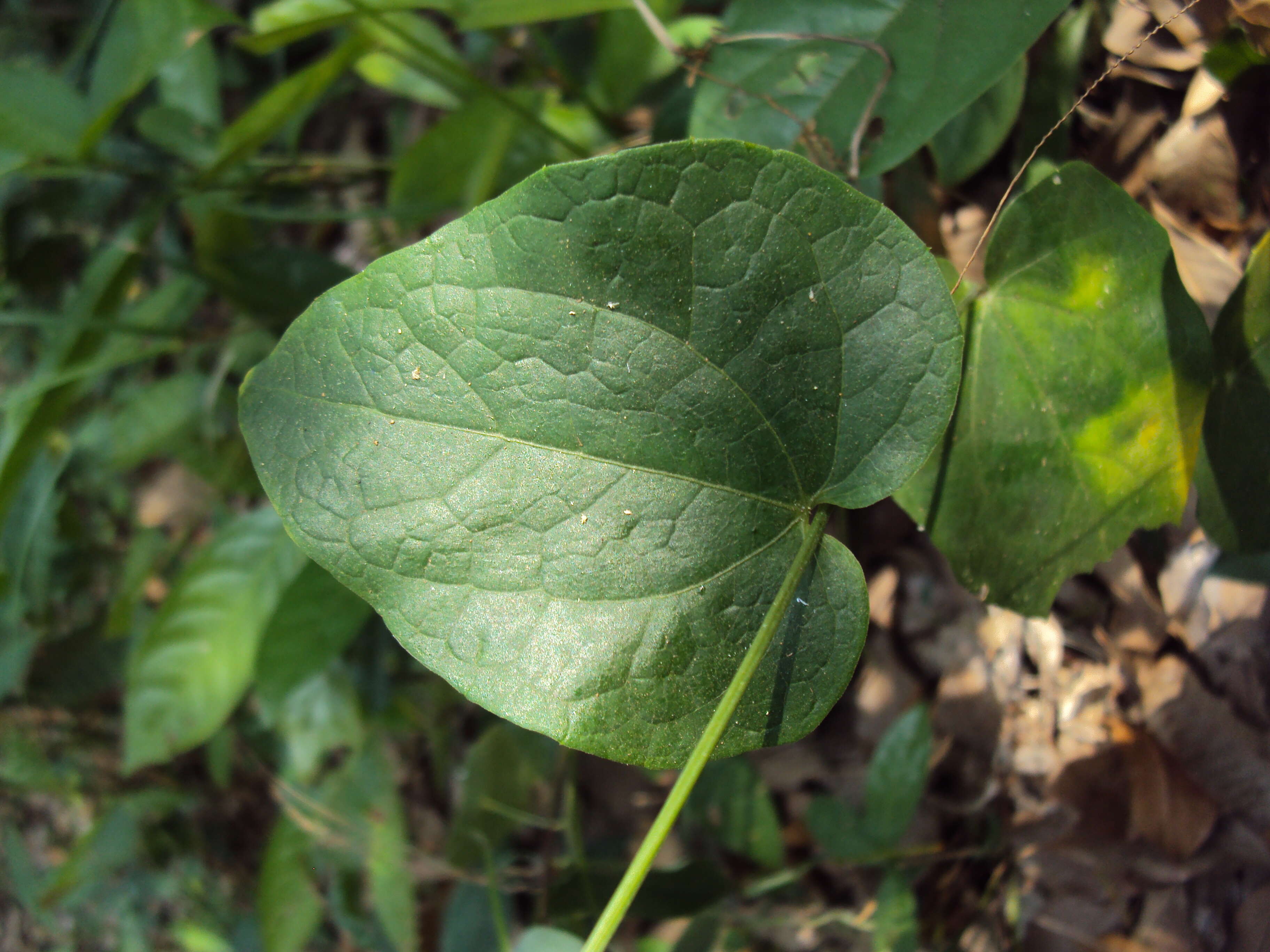 Image of Solena amplexicaulis (Lam.) Gandhi ex Saldanha & Nicolson