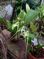 Image of Brassia gireoudiana Rchb. fil. & Warsz.