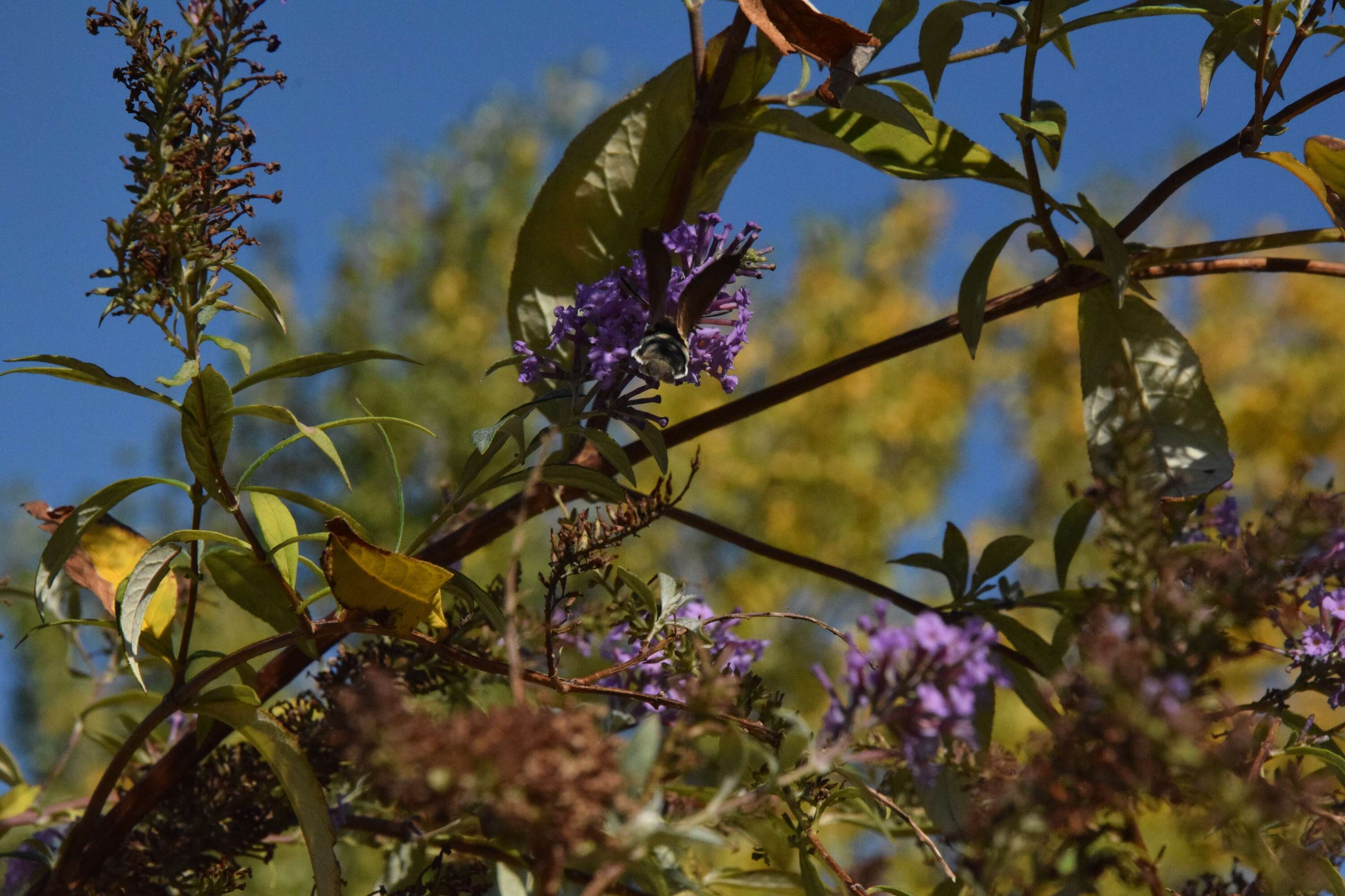 Image of butterfly-bush