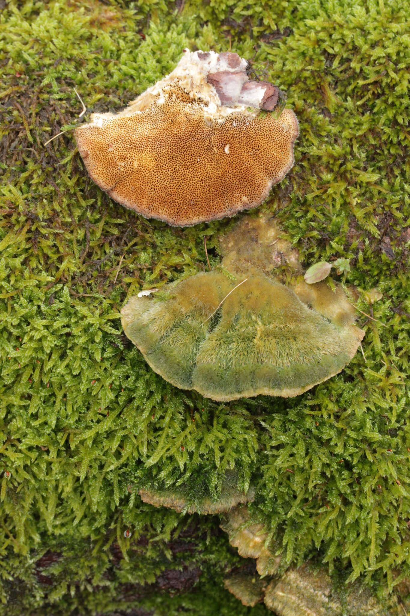 Image of Trametes trogii Berk. 1850