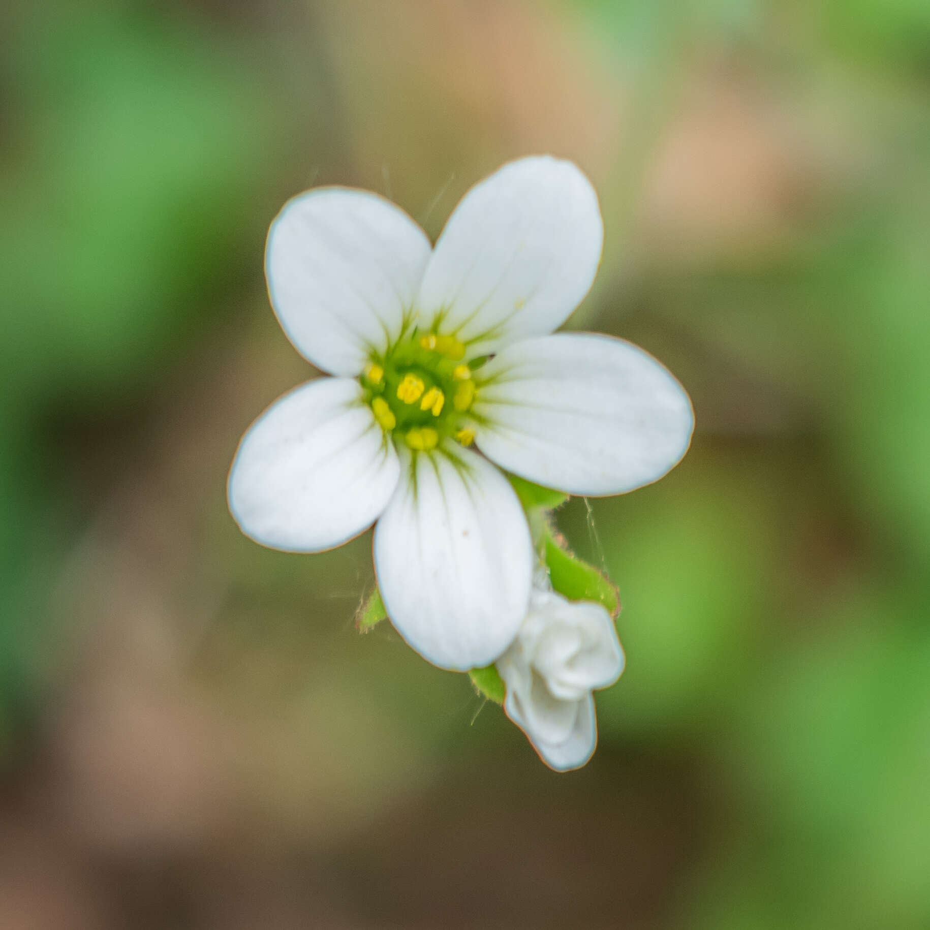 Image of Meadow Saxifrage